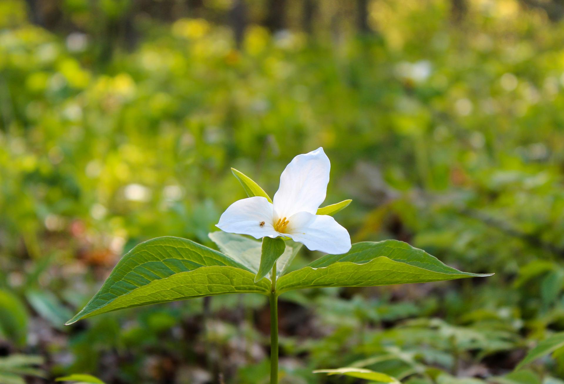 Trillium