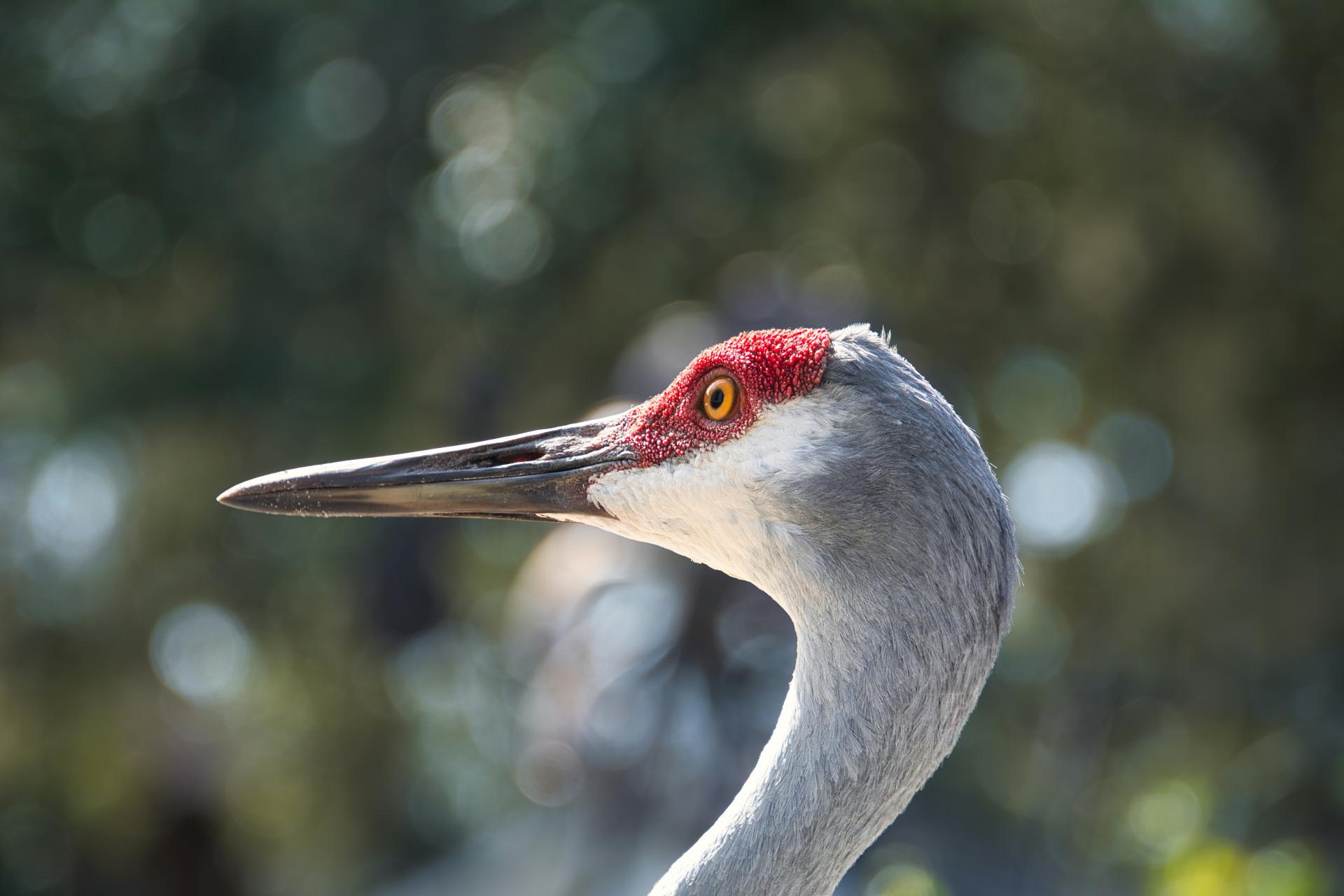 Sandhill Crane