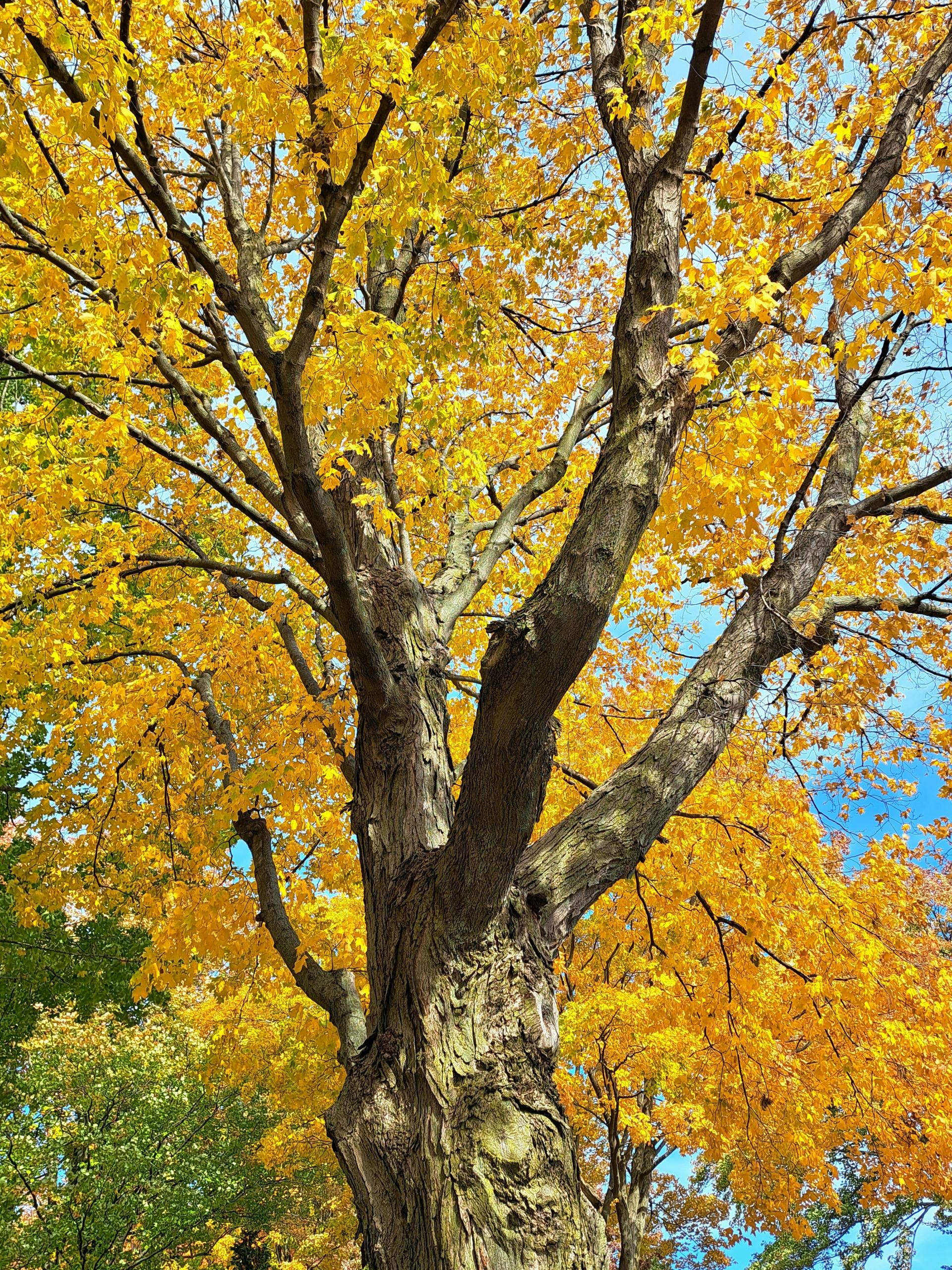 Fall Color - Maple Tree