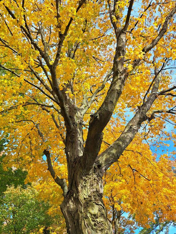 Fall Color - Maple Tree