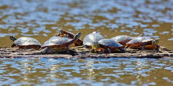Painted turtles on a log in the water.