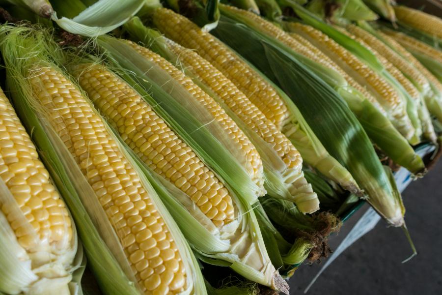 Sweet corn.