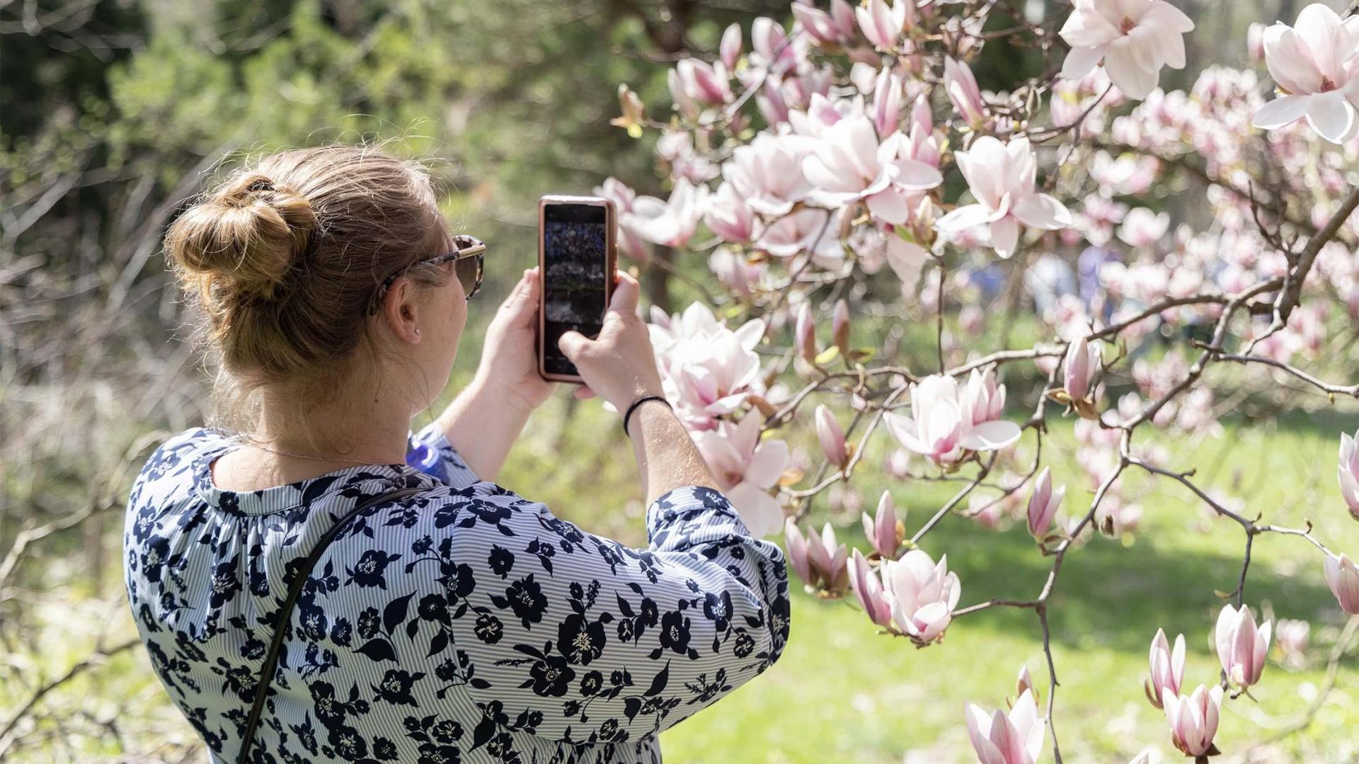 A person taking photos of flowers.