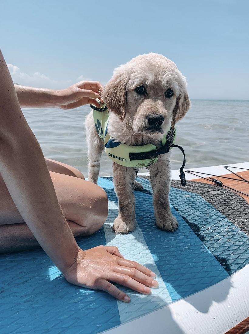 Puppy on a paddleboard