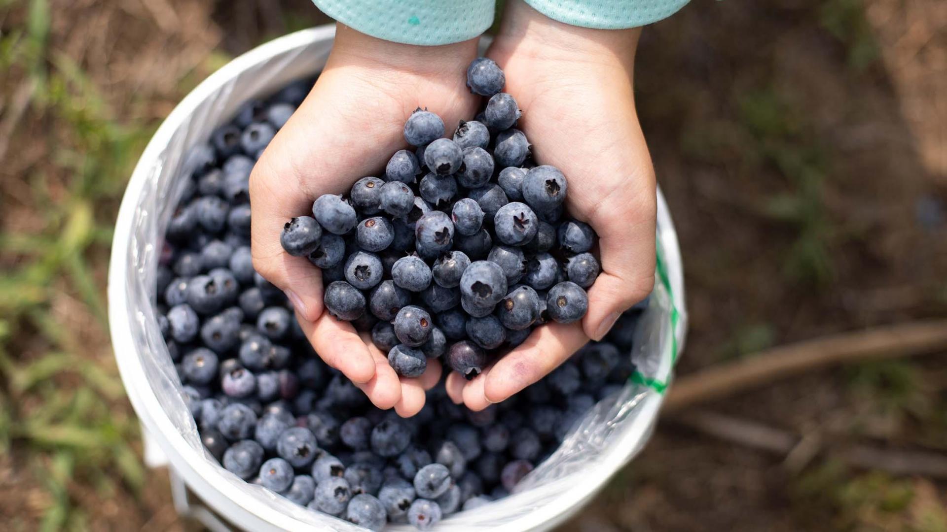 Hands full of blueberries.