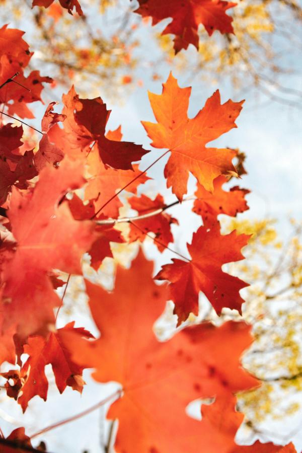 Colorful maple leaves in the fall. 
