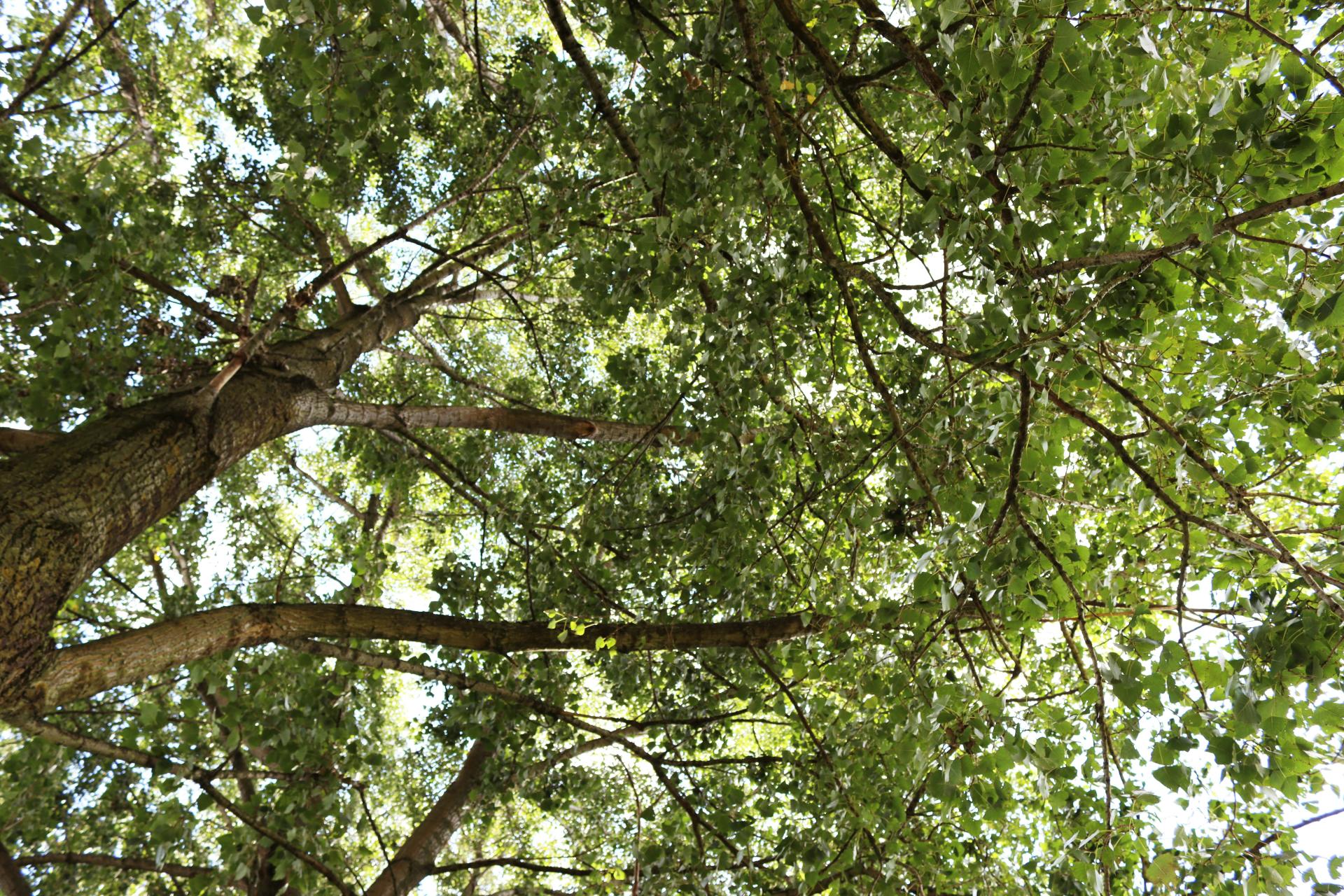 Looking up at the branches of a beech tree.