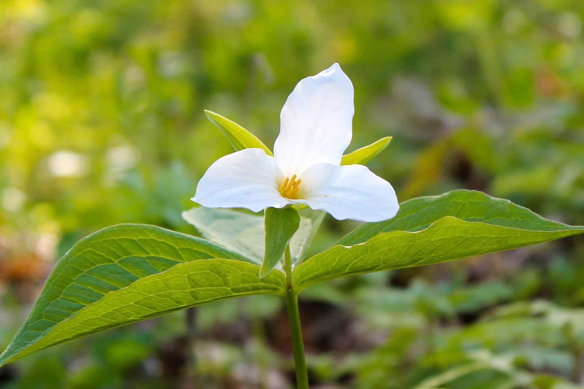 A white trillium.