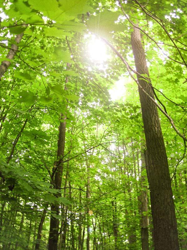 Trees at Robinson Woods Preserve.