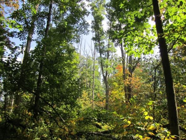 Forest view of Flynn Woods Preserve.