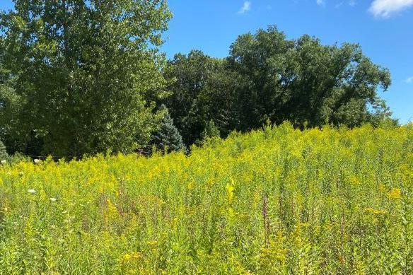 Field and forest at Chris Thompson Memorial Preserve.