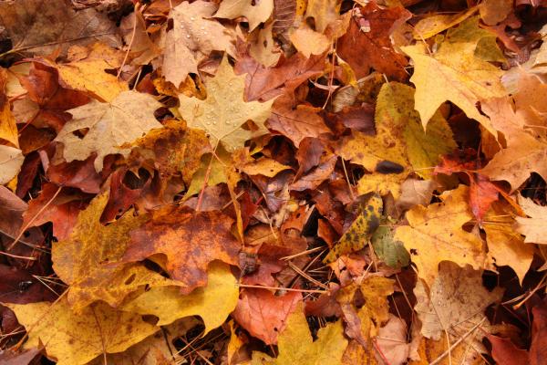 Colorful maple leaves.