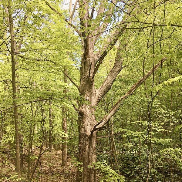 Trees at the Merritt Family and Younger Family Preserves.