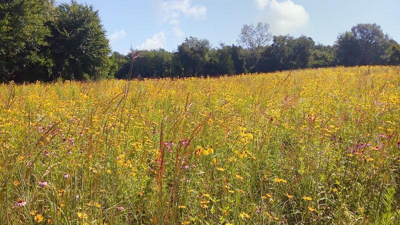 Field and forest at Burns Prairie Preserve.