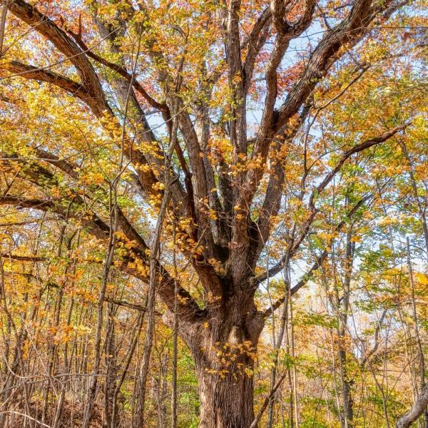 A large tree at Castle Keep Preserve.
