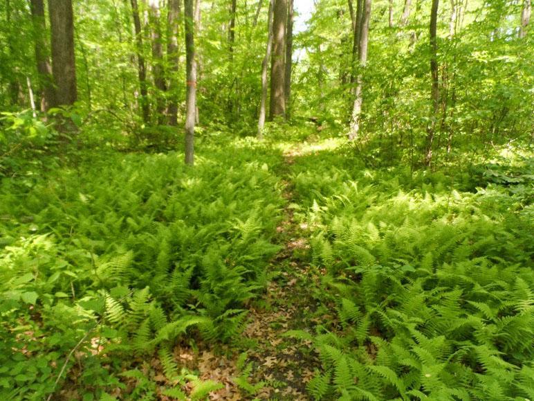 A trail through the ferns at Turtle Creek Preserve.