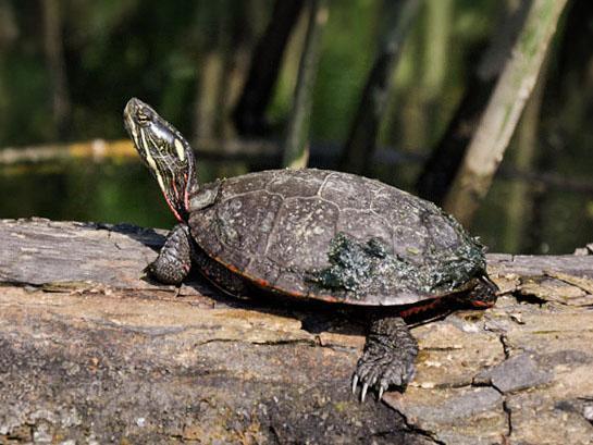 A turtle on a log.