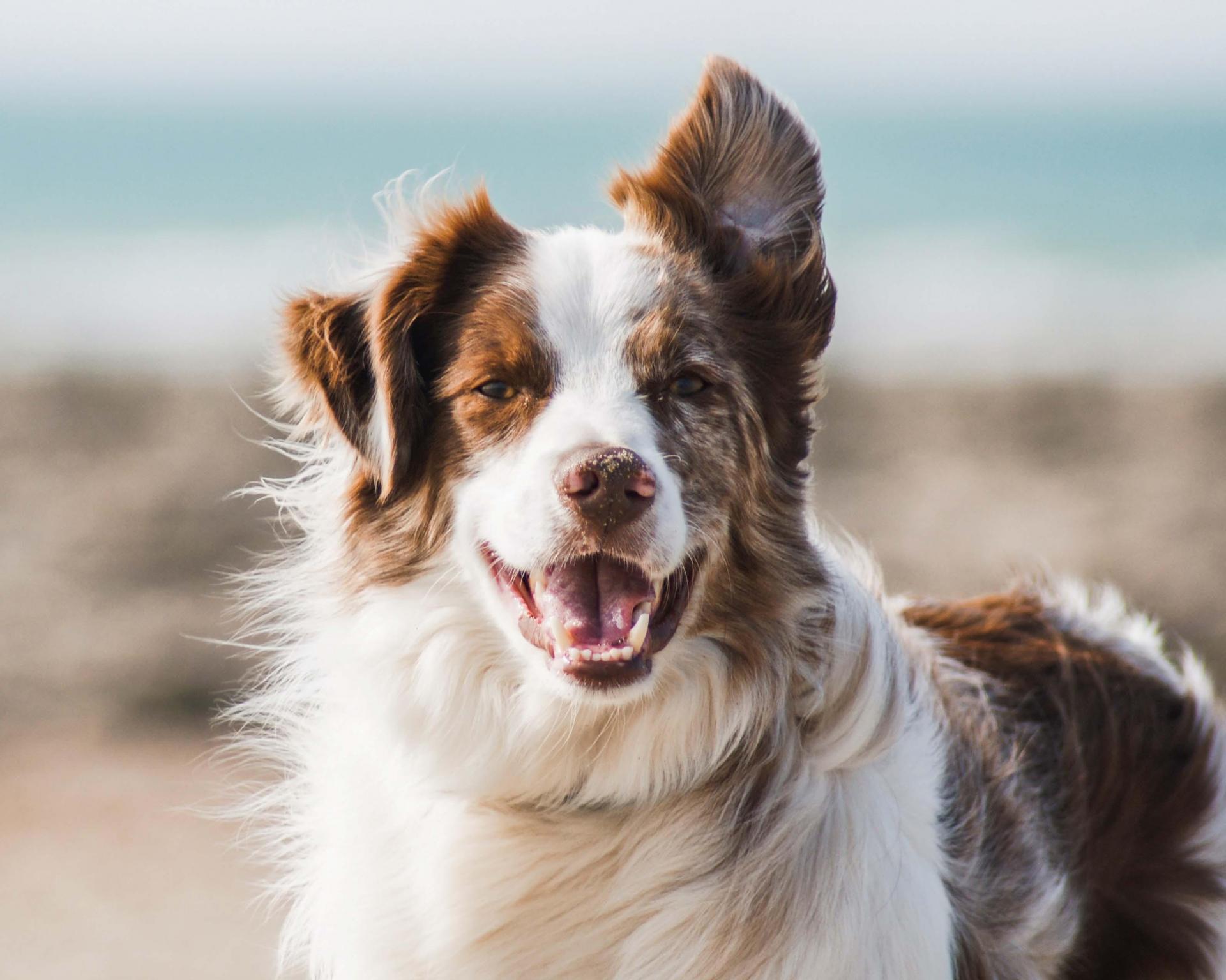 A dog at the beach