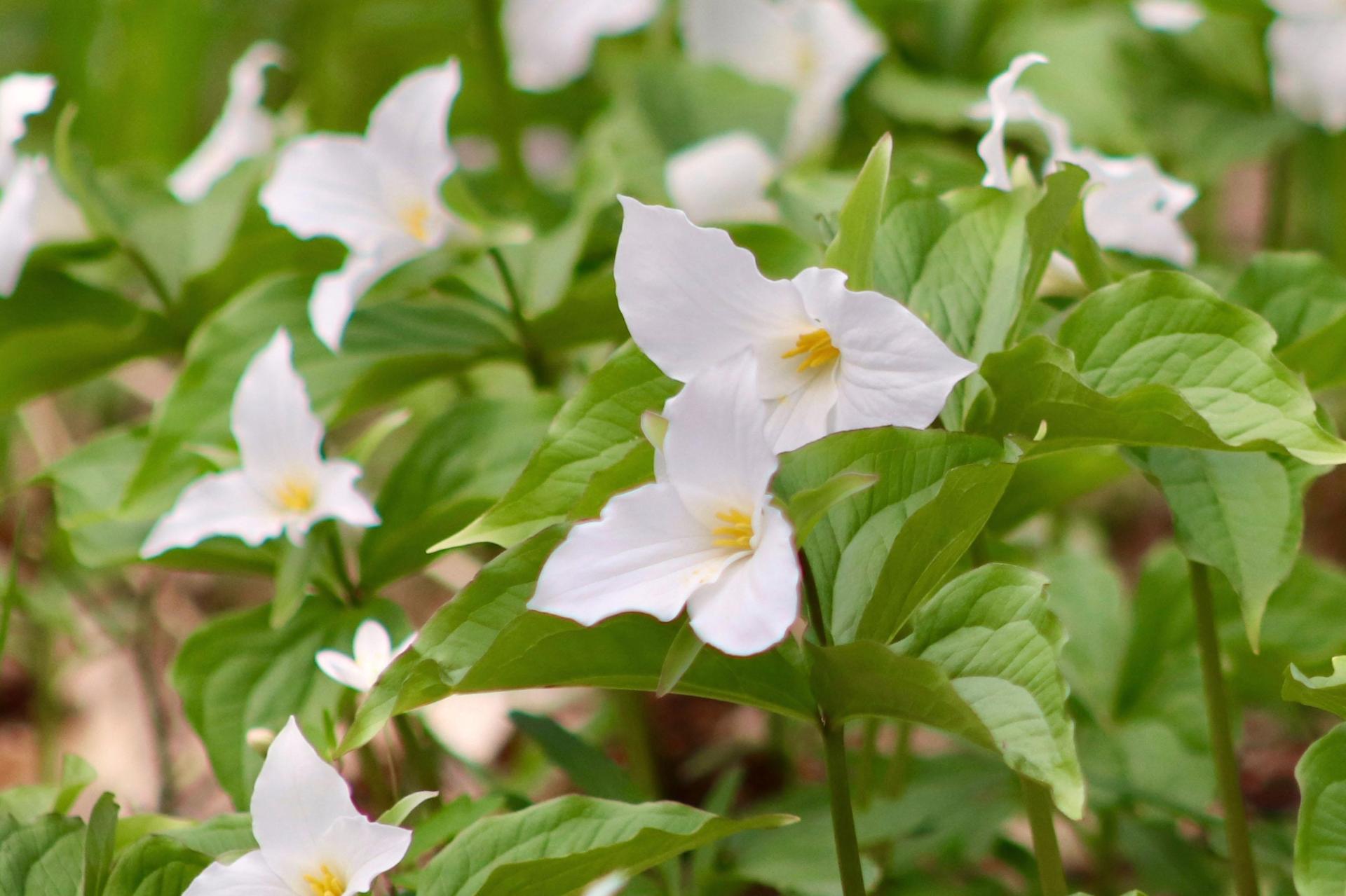 Trilliums
