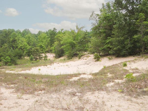 Barvick's Sand Dune Preserve
