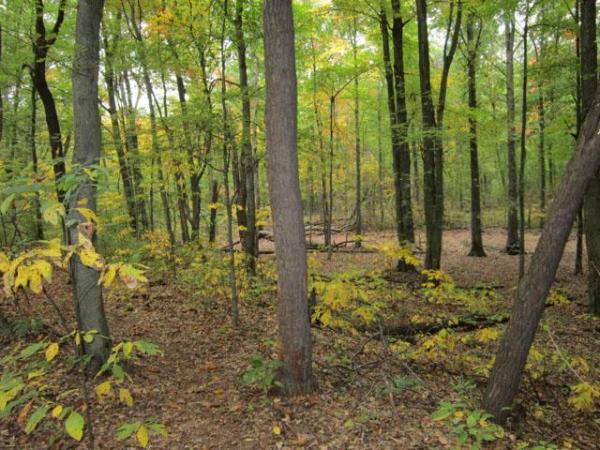 Phillips Family Memorial Nature Sanctuary