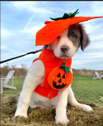 Dog Costume Contest