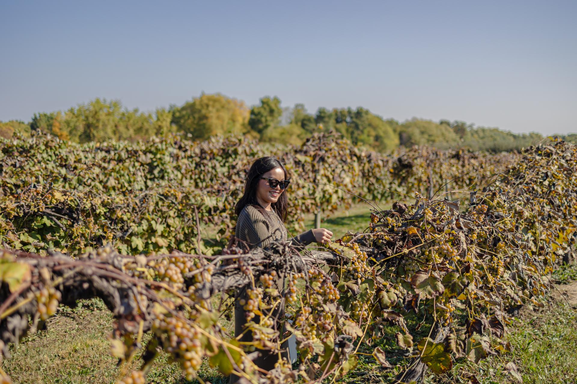 A woman picks grapes at Stover’s Farm Market & U-Pic.