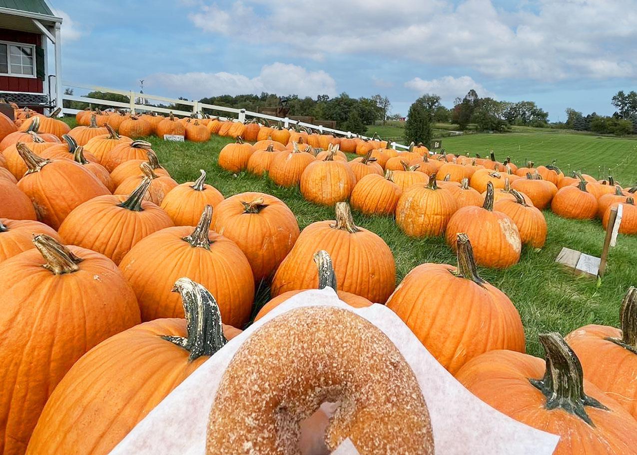A person holds a donut amid a large selection of pumpkins.