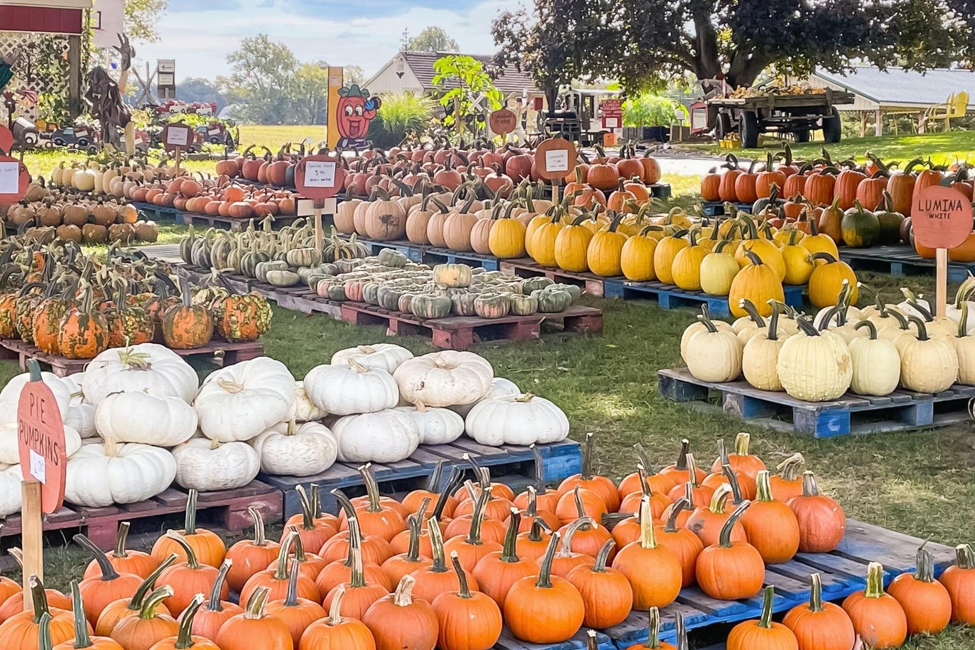 A large selection of pumpkins and gourds in a variety of colors.