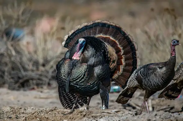 Turkey