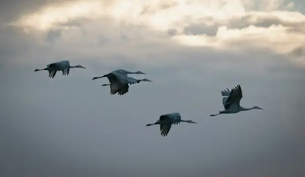 Sandhill Cranes