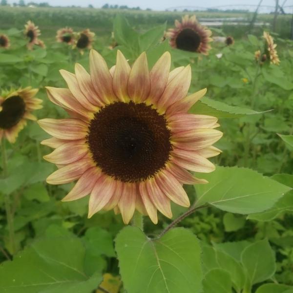 Sunflower at Hollywood Farms