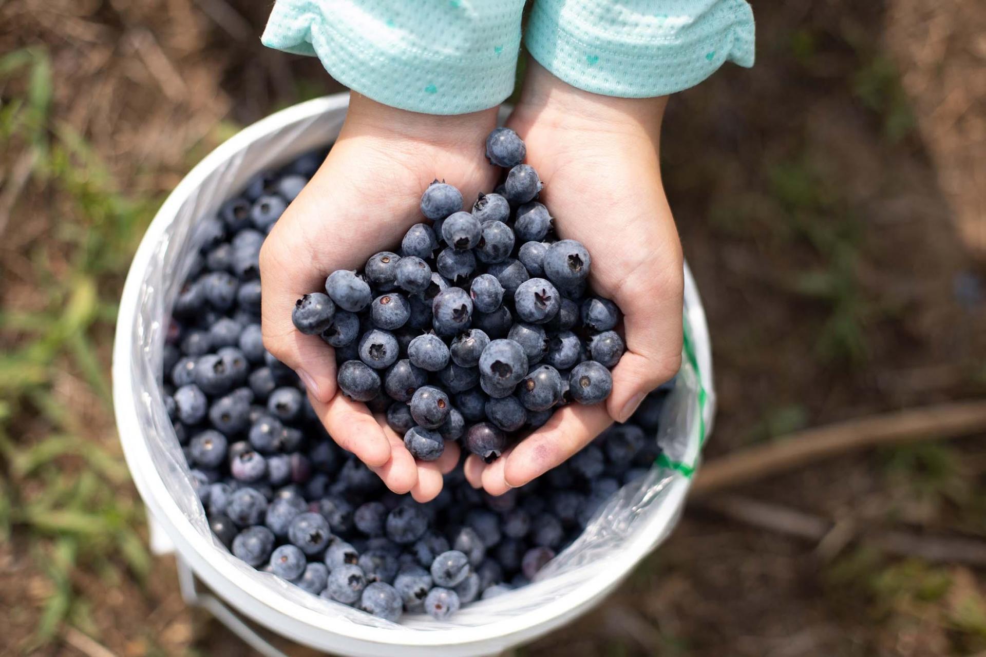 You Pick Blueberries.