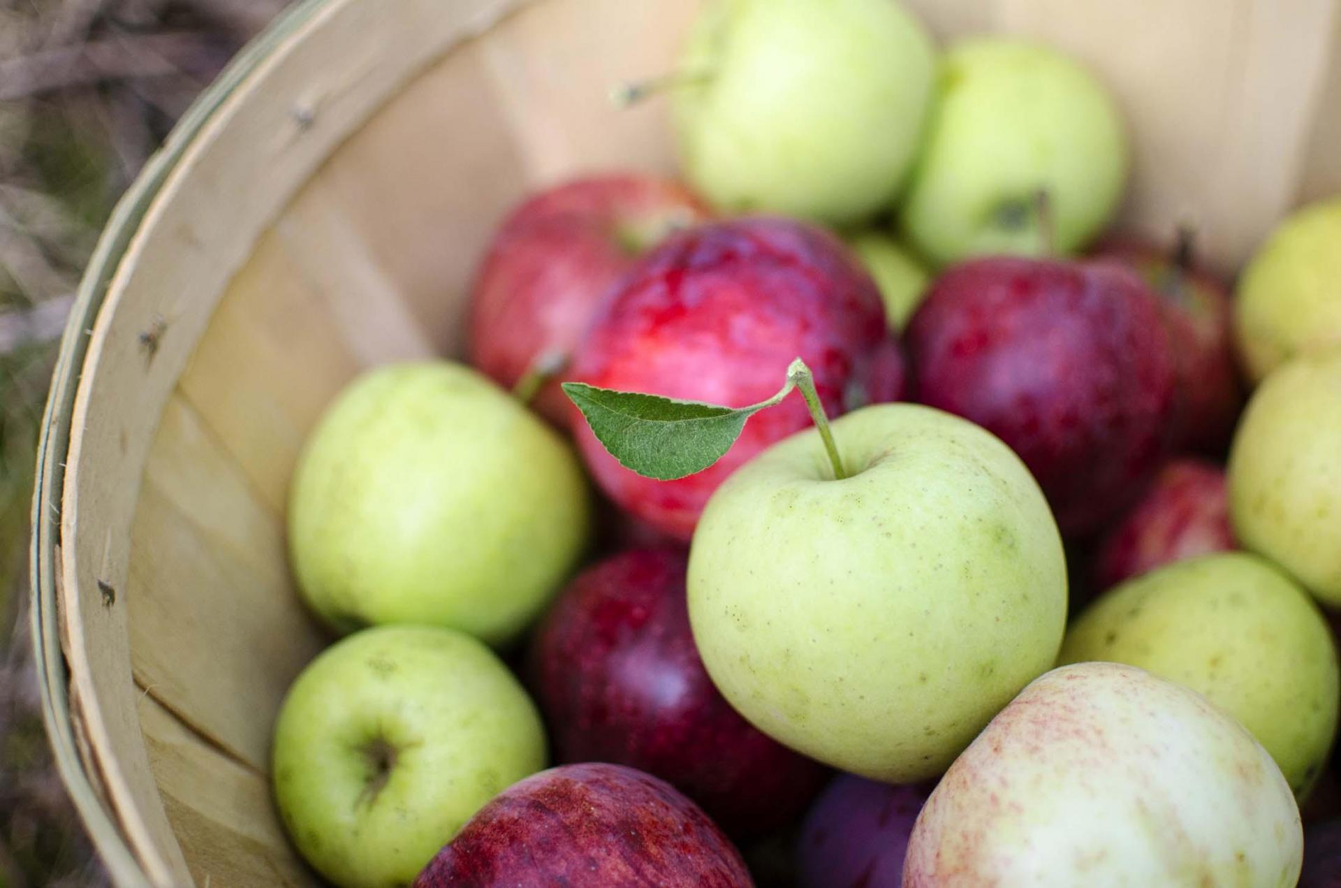 A basket of apples.