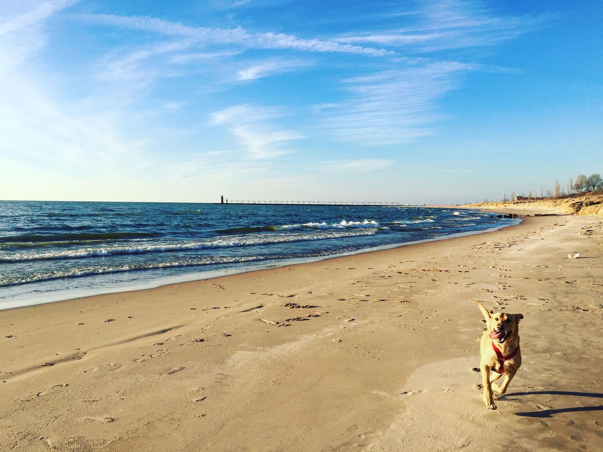 A dog running on the beach.