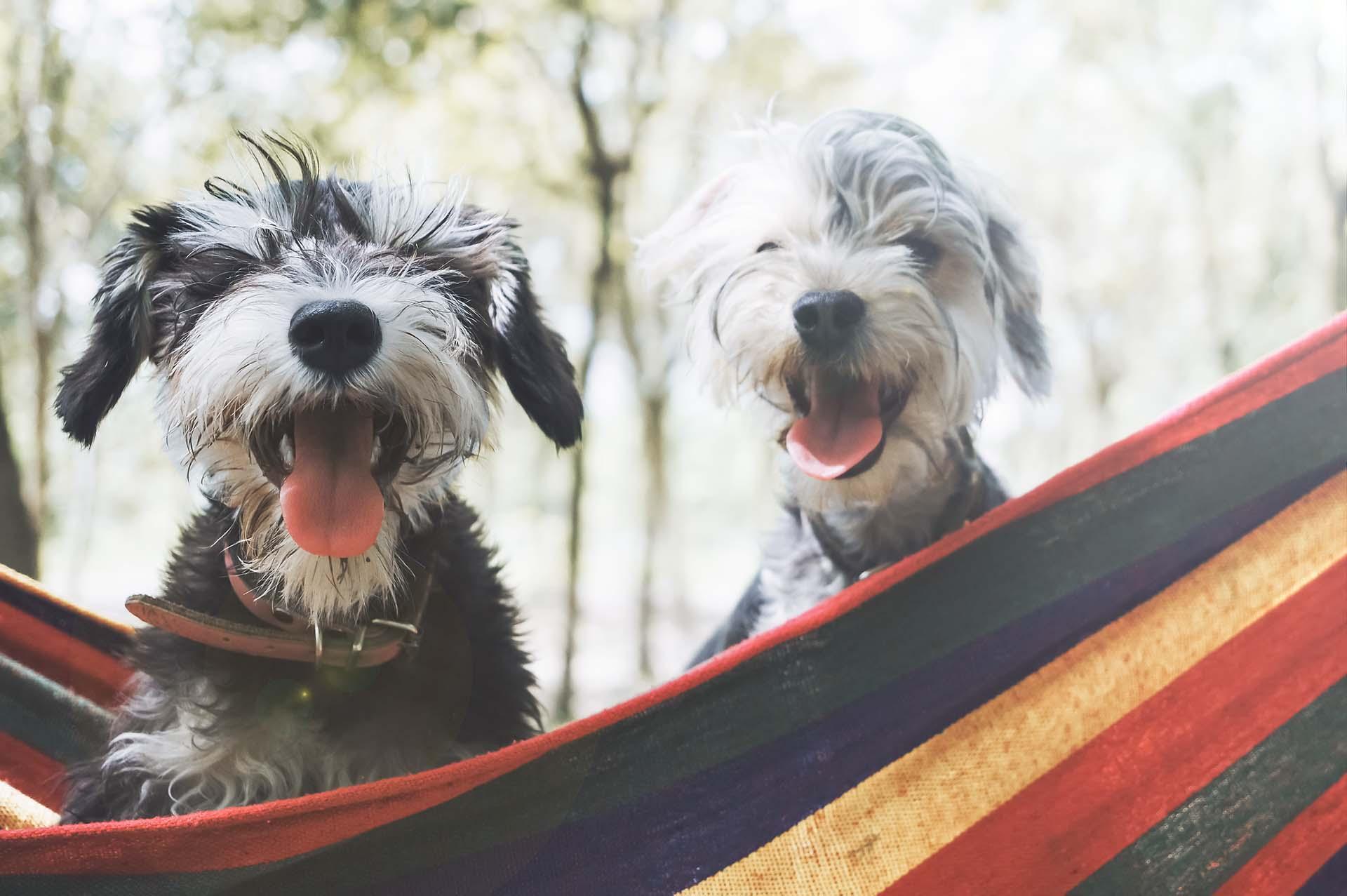 Dogs in a hammock