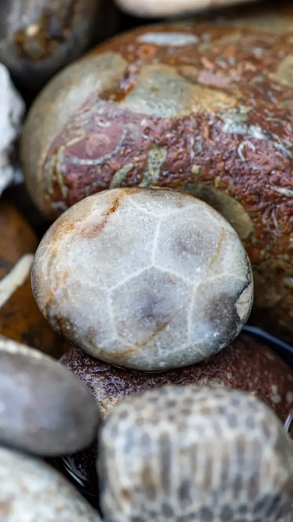 A Petoskey Stone amongst other rocks