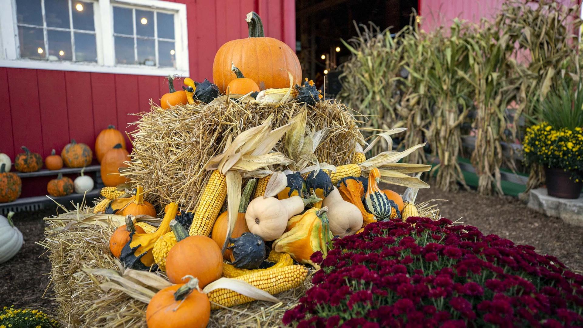Pumpkins, gourds and corn at Stovers.