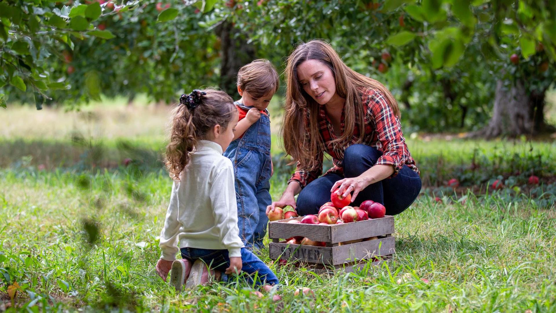 A mother and children putting apples in a wooden box at Stovers.
