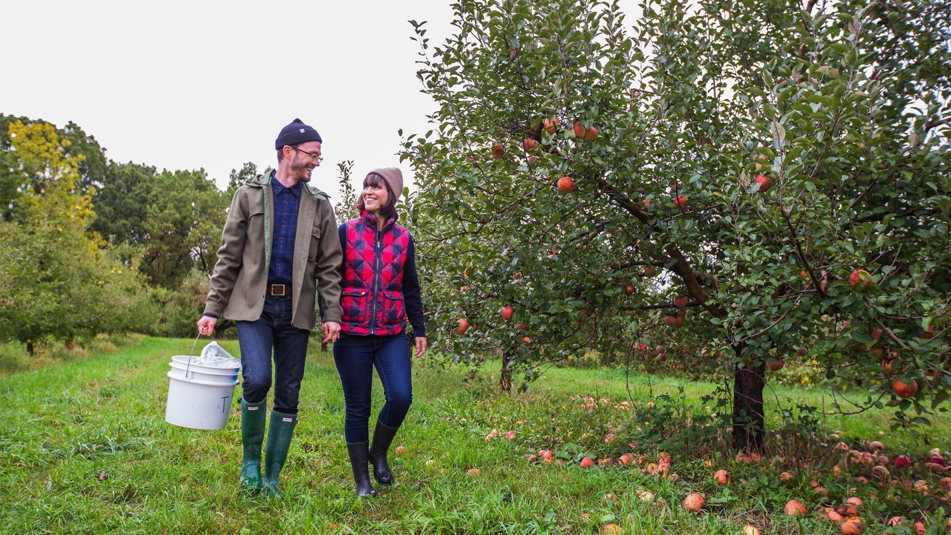 A couple walking in an apple orchard. 
