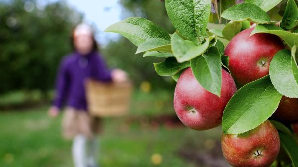 Best apple orchards in Southwest Michigan