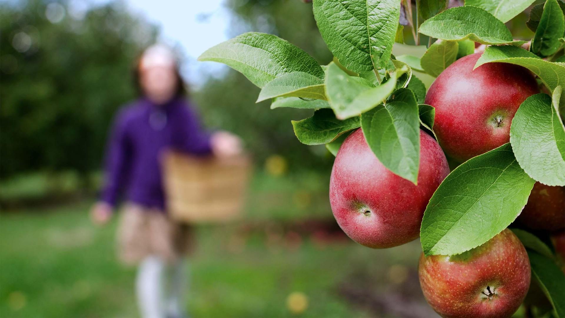 Apples on a tree with a person with a basket in the distance.