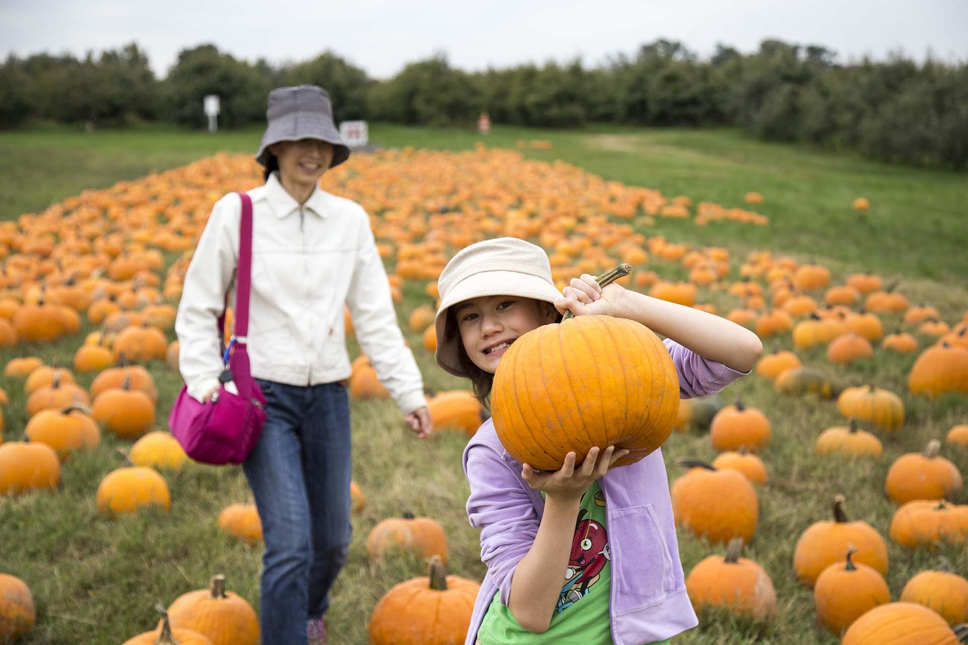 A child holding a pumpkin in a pumpkin patch.