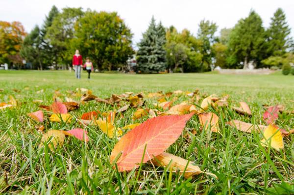  Southwest Michigan Fall Color Report