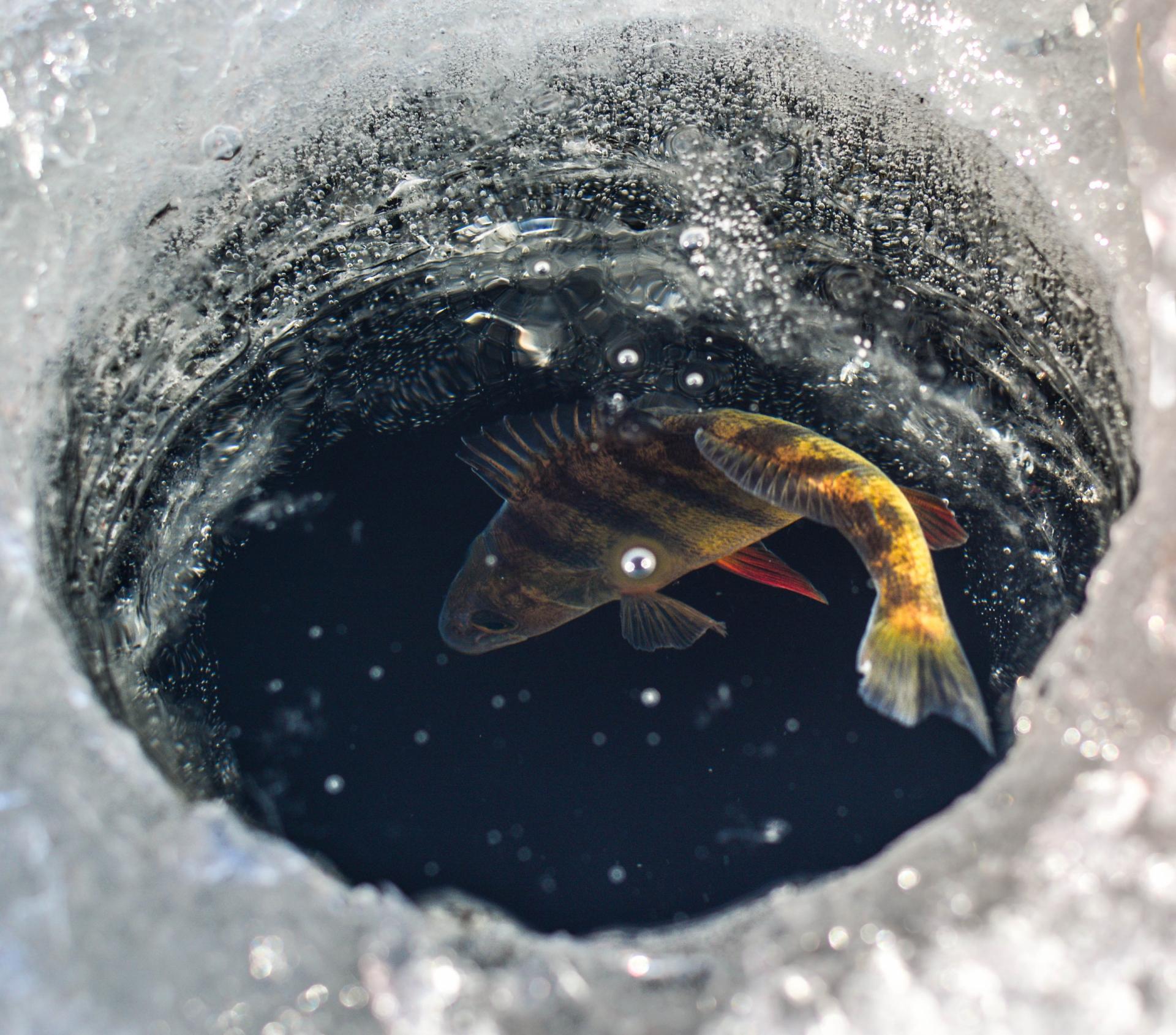 ice fishing fish in ice hold perch