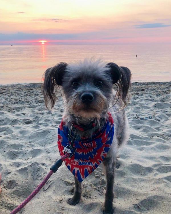 A dog on the beach at sunset.