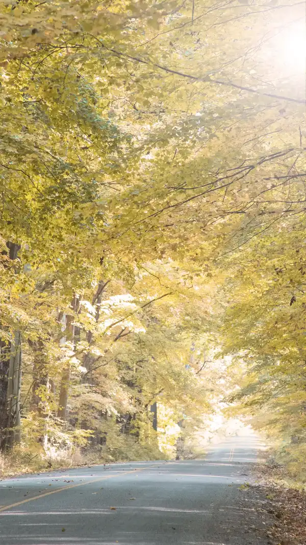 Road lined with trees in the fall.