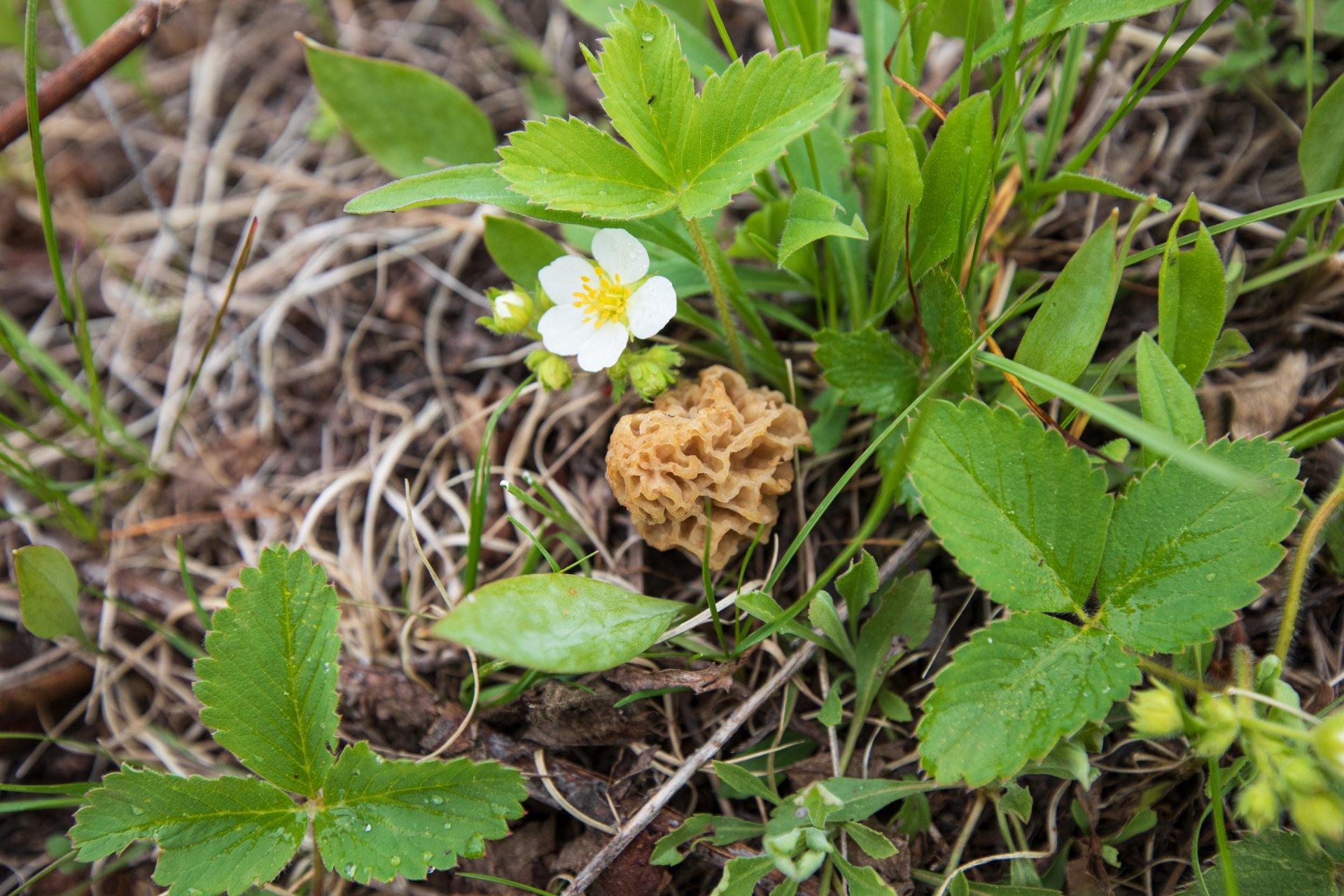 morel mushrom in the brush on ground beside small flower