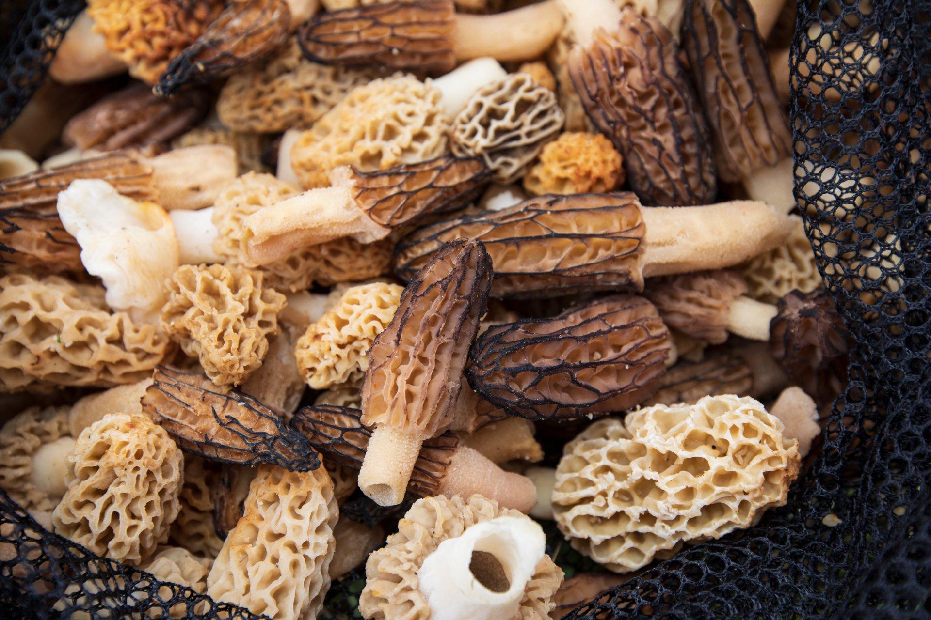 pile of morel mushrooms