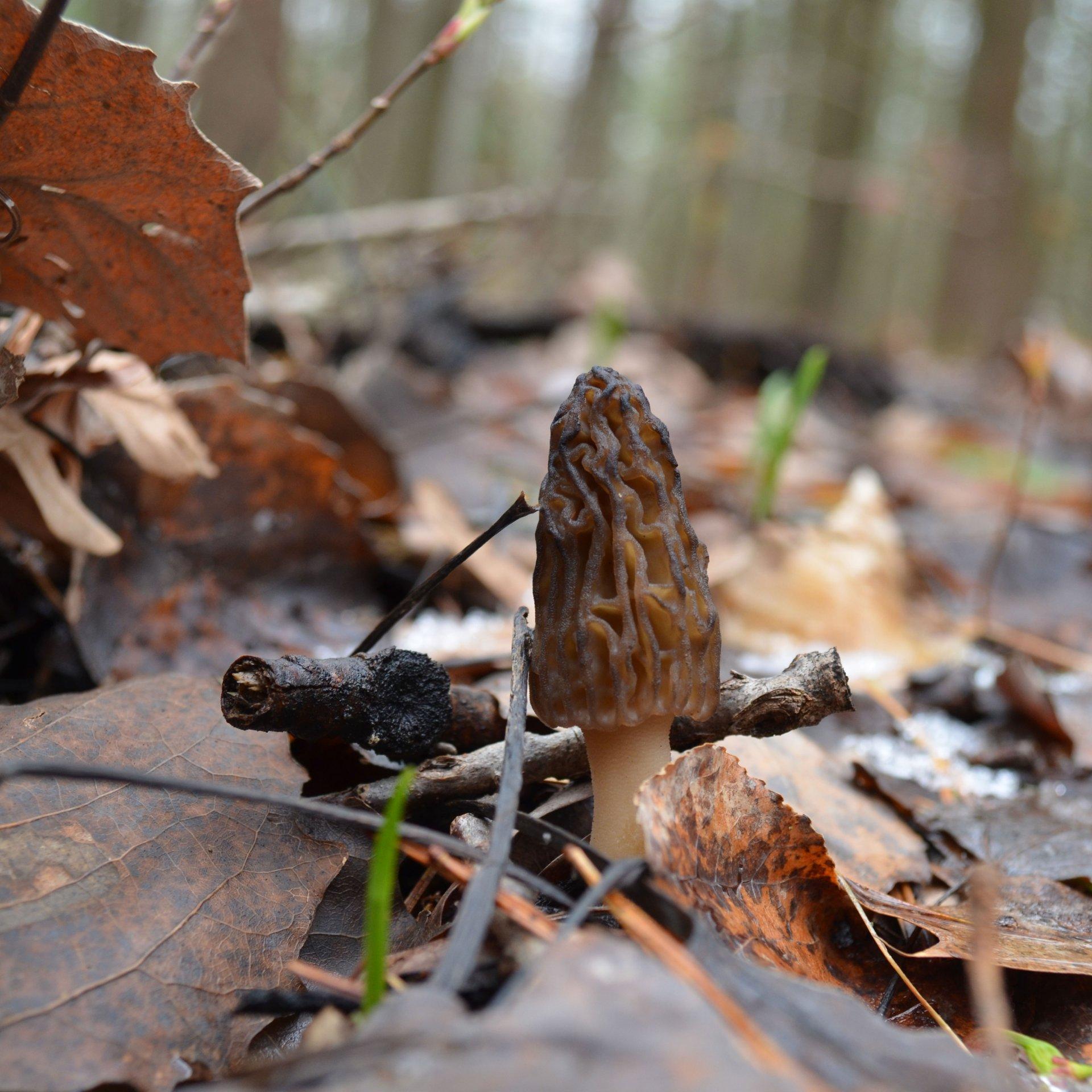 morel mushroom growing out the ground next to leaves